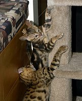 Lance (17) and Trim (12 weeks) at play on the cat tree.  
